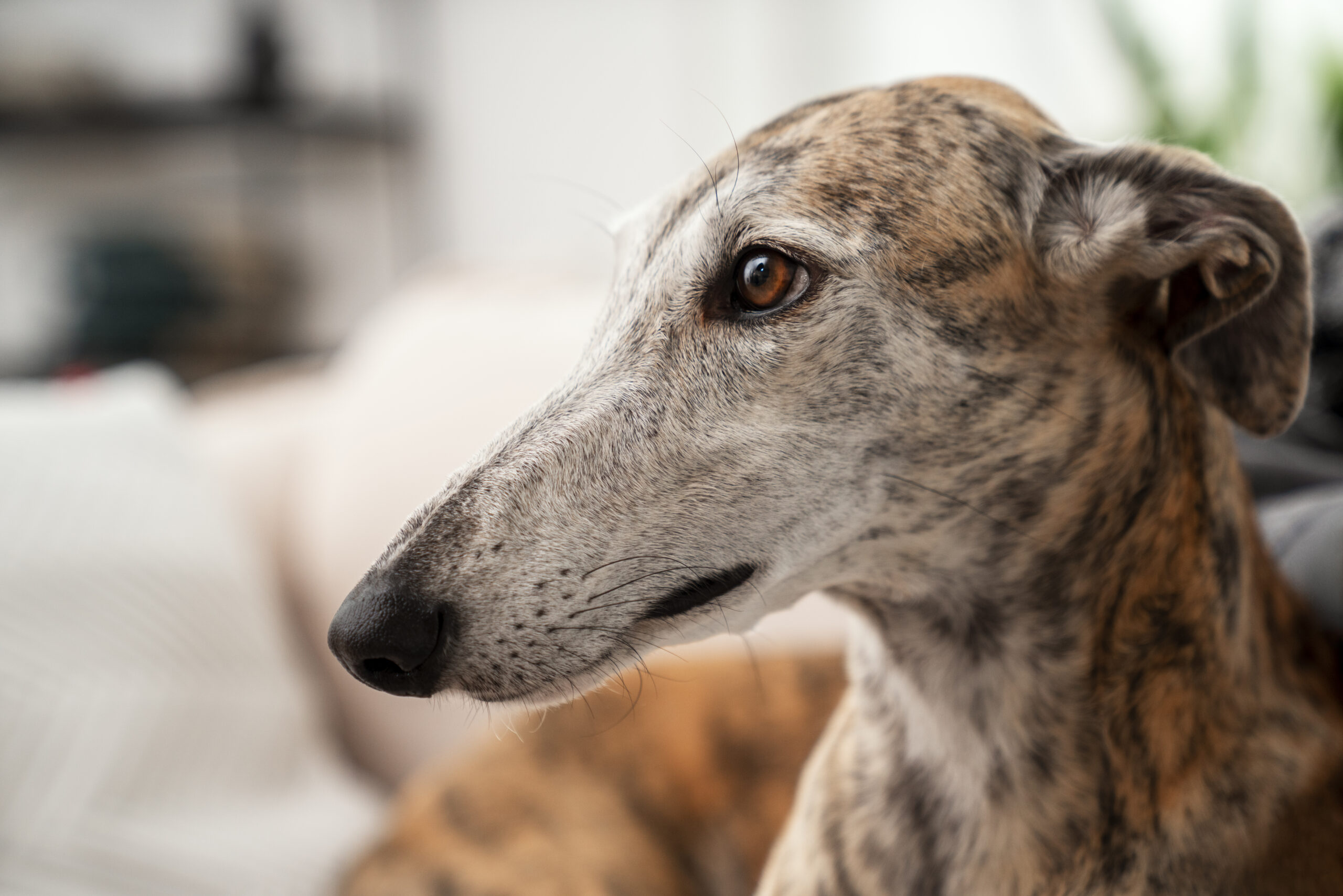 Elgalgo es Web dedicada a la historia datos y adopción de los Galgos